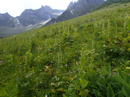Stade de floraison sur un pâturage alpin