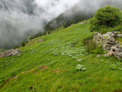 (c) AGRIDEA, Büro Alpe, FiBL Nester und Einzelpflanen