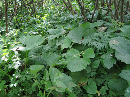 Tra le tipiche piante che costituiscono il sottobosco dell’alneto troviamo il cavolaccio alpino e l’imperatoria vera