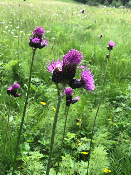 Sumpfkratzdistel Blüte