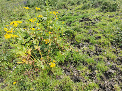 (c) AGRIDEA, Büro Alpe, FiBL Lücken im Pflanzenbestand, offener Boden