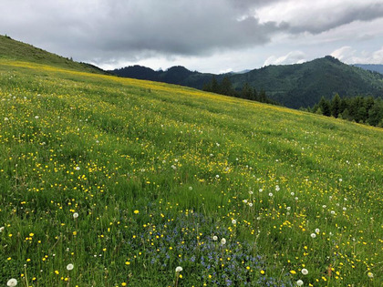 Alpweide mit rasenartigem Vorkommen von Binsen