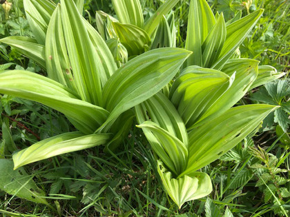 Jeune plante après repousse