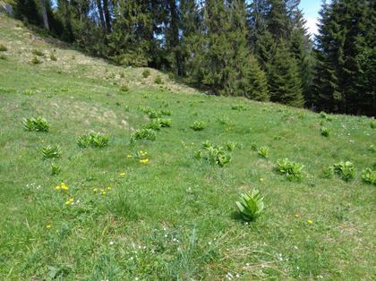 Giovani piante di veratro bianco allo stadio vegetativo