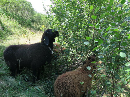 Schafe beim Verbeissen der Grünerle