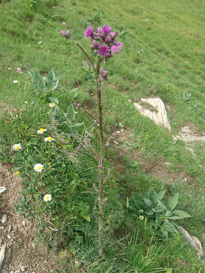 Chardon des marais plante entière