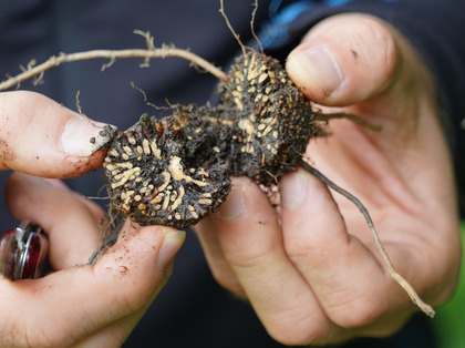 Nodules sur les racines de l'aulne vert