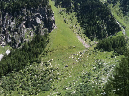 Ontani verdi insediatisi su una pietraia nel bel mezzo di un canale valangari