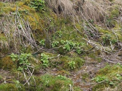 Rosettes le long de l'eau en printemps