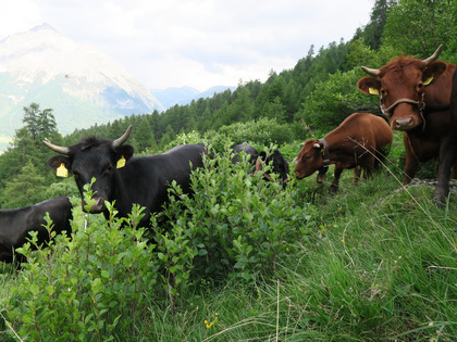 Bovins entre des aulnes verts