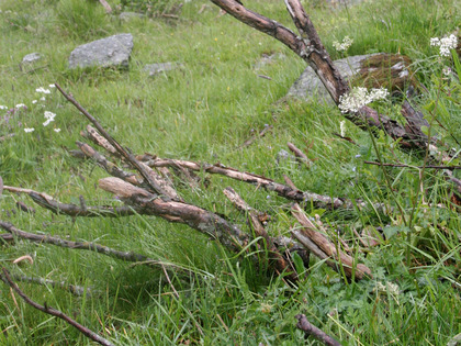 Branches mortes de l'aulne vert