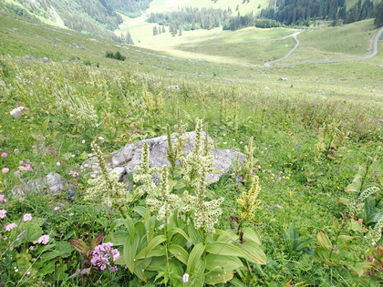 Population de vératre en prairie riche en diversité