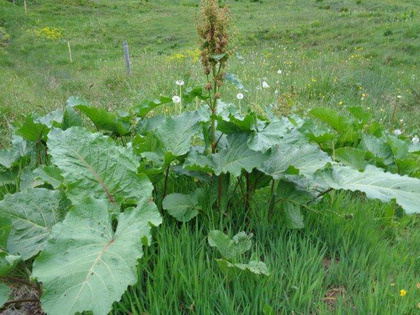 Plante isolée en floraison