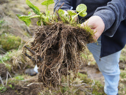 Tubercule de rhizomes d'un groupe de plantes en stade de rosette