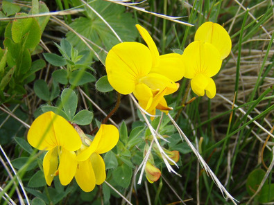 (c) Büro Alpe Hornklee