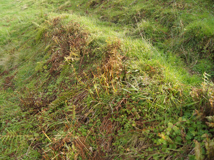 Fougères mâle fauchée entre des chemins de vaches