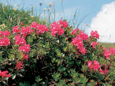 (c) Agroscope Rhododenron hirsutum