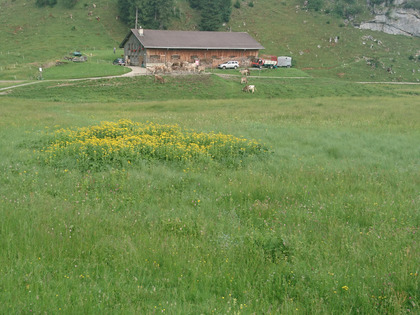 séneçon des Alpes sur les prairies humides