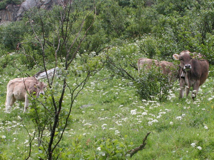 Bovins sur les alpages avec des aulnes vertes.