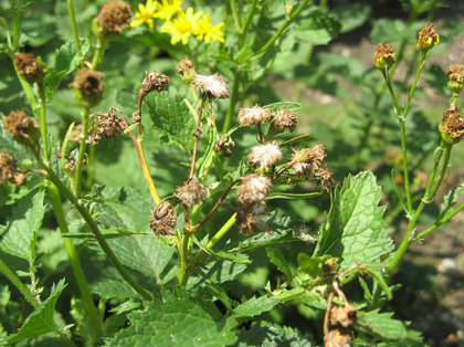 Plante fanée