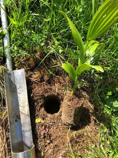 (c) AGRIDEA, Büro Alpe, FiBL Estirpazione con il cilindro estrattore