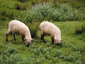 Moutons pâturant des joncs