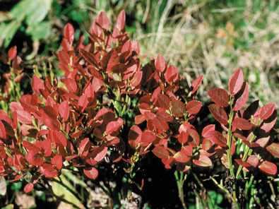 (c) Agroscope Heidelbeere