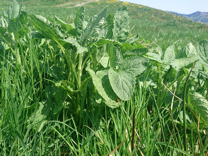 Jungpflanzen des Alpenkreuzkrauts im hohen Gras