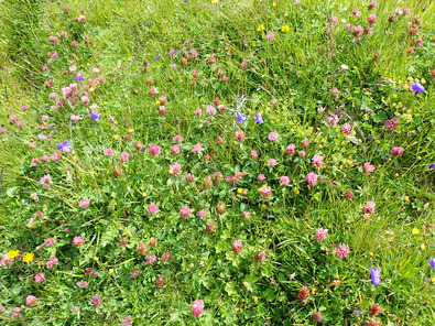 (c) Büro Alpe Rotklee