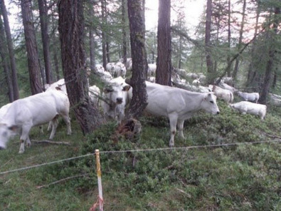 (c) Agroscope Recinto notturno