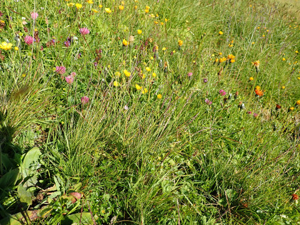 Plantes fourragères de valeur