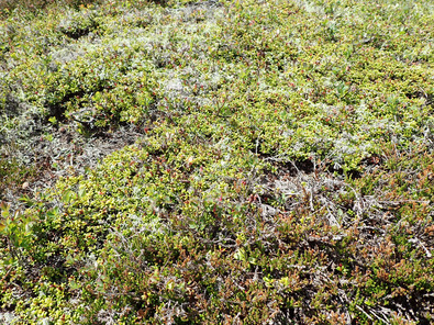 (c) Büro Alpe Standort Alpenazaleen