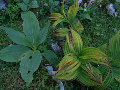 Confronto tra le foglie di veratro bianco e di genziana maggiore