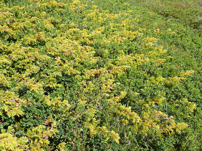 (c) Büro Alpe Juniperus und Rauschbeere