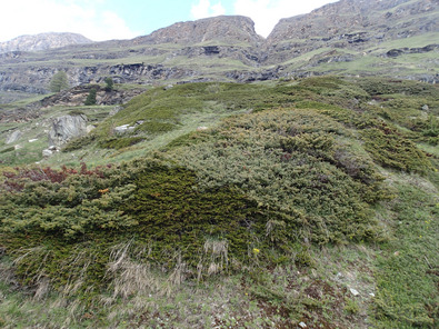 (c) Büro Alpe div. Juniperusarten