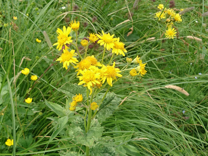 Il senecione alpino fiorisce soprattutto in luglio (infiorescenze di capolini con fiori tubulosi e ligulati)