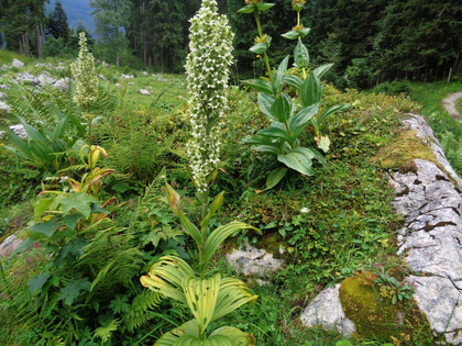 Comparaison de la plante avec la gentiane jaune (au 2ème plan fleur jaune)