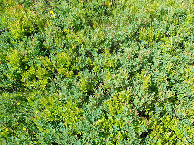 (c) Büro Alpe Heidelbeere und Rauschbeere