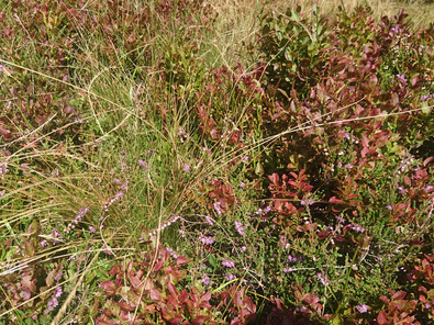 (c) Büro Alpe Heidekraut mit Heidelbeere