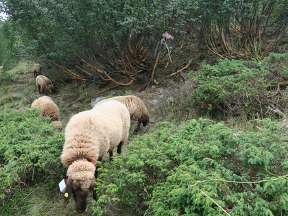 Schafe zwischen kleinen Grünerlenbüschen