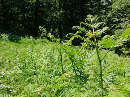 Pousse de la fougère aigle en lisière de forêt