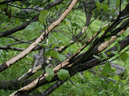 Branches écorcées