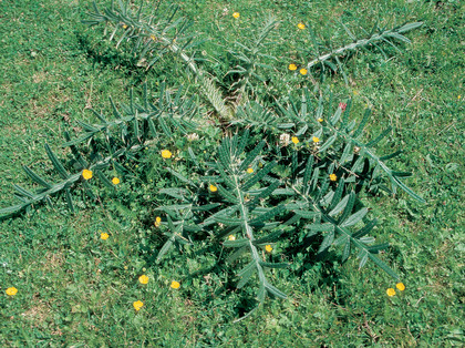 Wollköpfige Kratzdistel