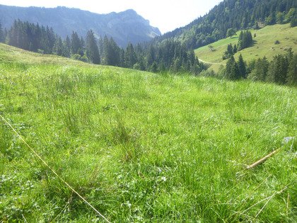 Pâturage préalpin en printemps