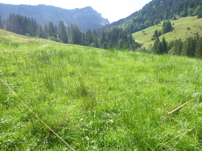 (c) AGRIDEA, Büro Alpe, FiBL, Agroscope Pâturage préalpin en printemps