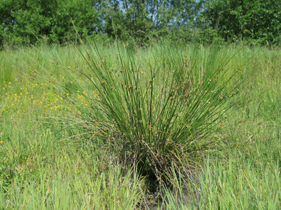 (c) AGRIDEA, Büro Alpe, FiBL, Agroscope Touradon de jonc isolé