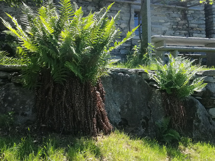 Felce maschio sviluppatasi da una spora germinata in ambiente estremo