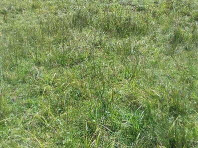 (c) AGRIDEA, Büro Alpe, FiBL, Agroscope Besoin d'intervention moins élevé sans touradons