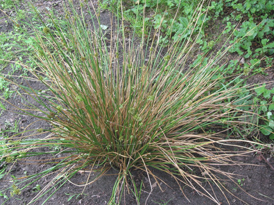 (c) AGRIDEA, Büro Alpe, FiBL, Agroscope Formation de touradon sur sol nu