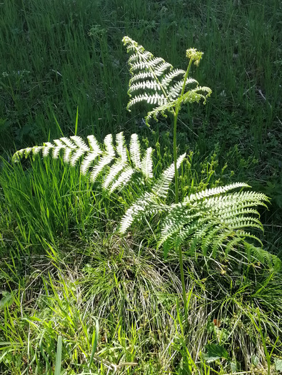 (c) FiBL, AGRIDEA Fougère aigle dans un stade de végétation précoce